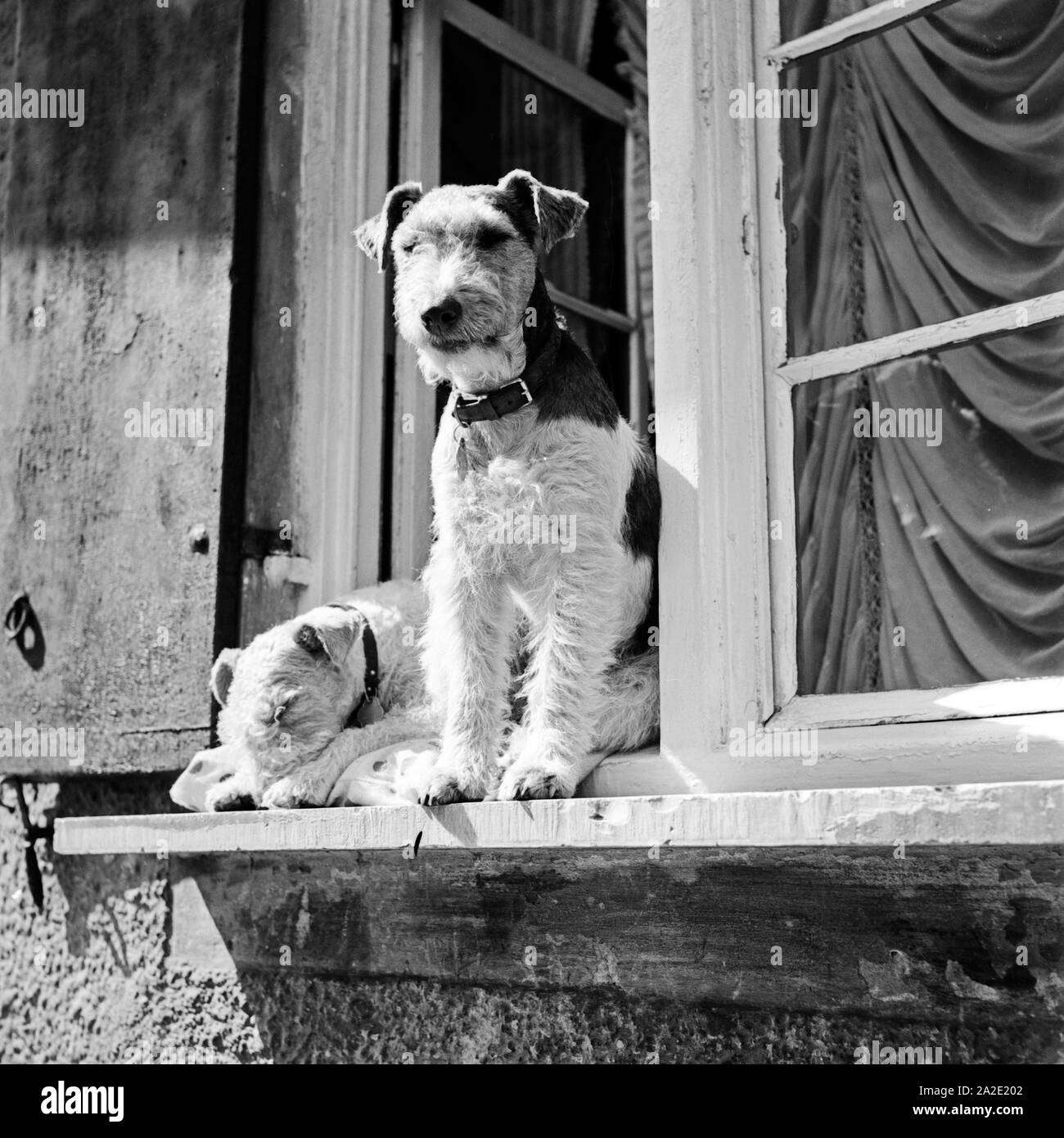 Zwei Foxterrier schauen aus dem Fenster heraus, Deutschland 1930er Jahre. Deux fox terriers à la recherche d'une fenêtre, l'Allemagne des années 1930. Banque D'Images