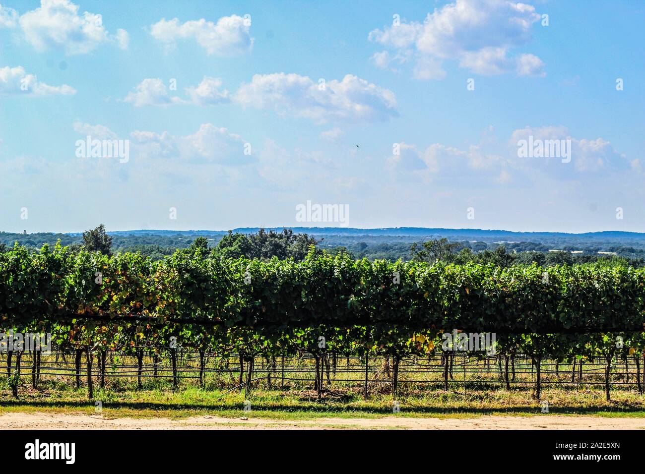 Une ligne de plus en plus de vignes dans un vignoble dans le Texas Hill Country Banque D'Images