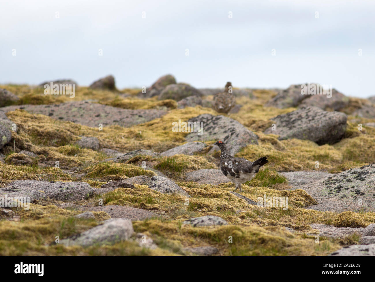 Le lagopède, Lagopus mutus, paire d'adultes marcher dans les rochers des montagnes de Cairngorm, sur, Écosse, Royaume-Uni. Banque D'Images