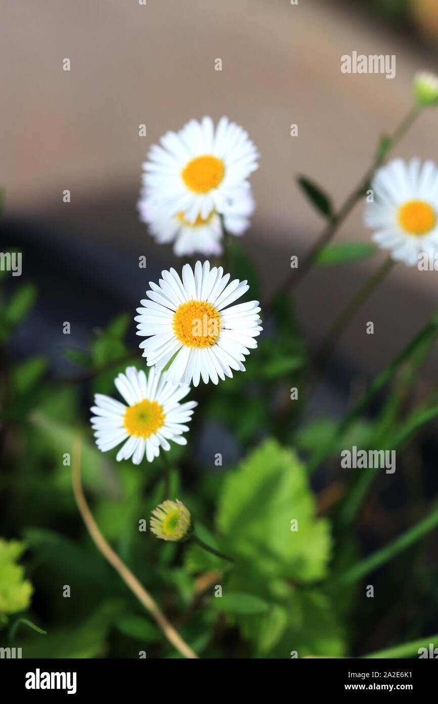 Fleurs de camomille en pleine floraison Banque D'Images