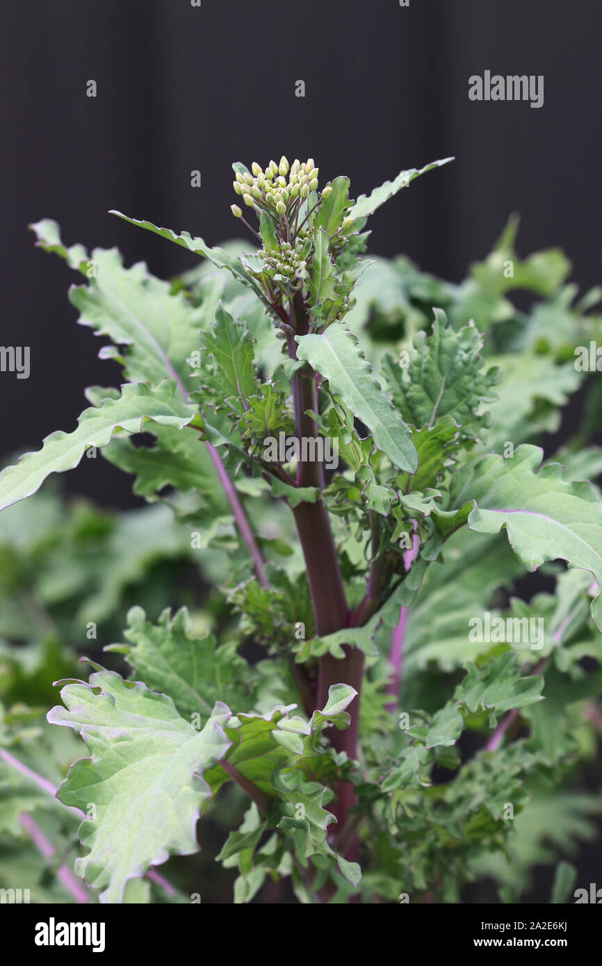 Close up of Flowering Kale russe Rouge reservoir Banque D'Images