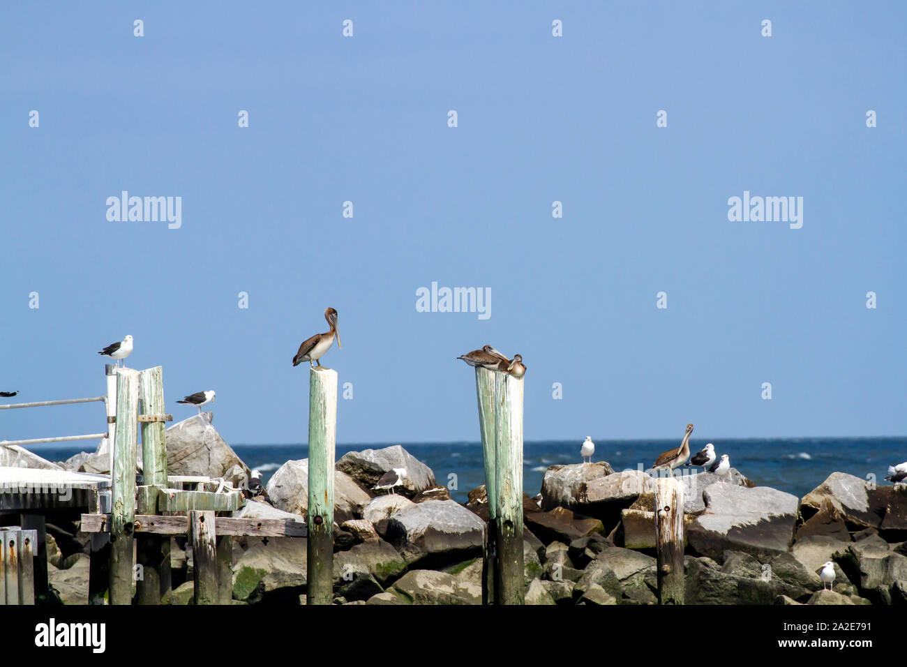 Les pélicans et les mouettes jetée en bois sur pilotis à Brandywine phare du haut-fond de la Baie Delaware. Banque D'Images