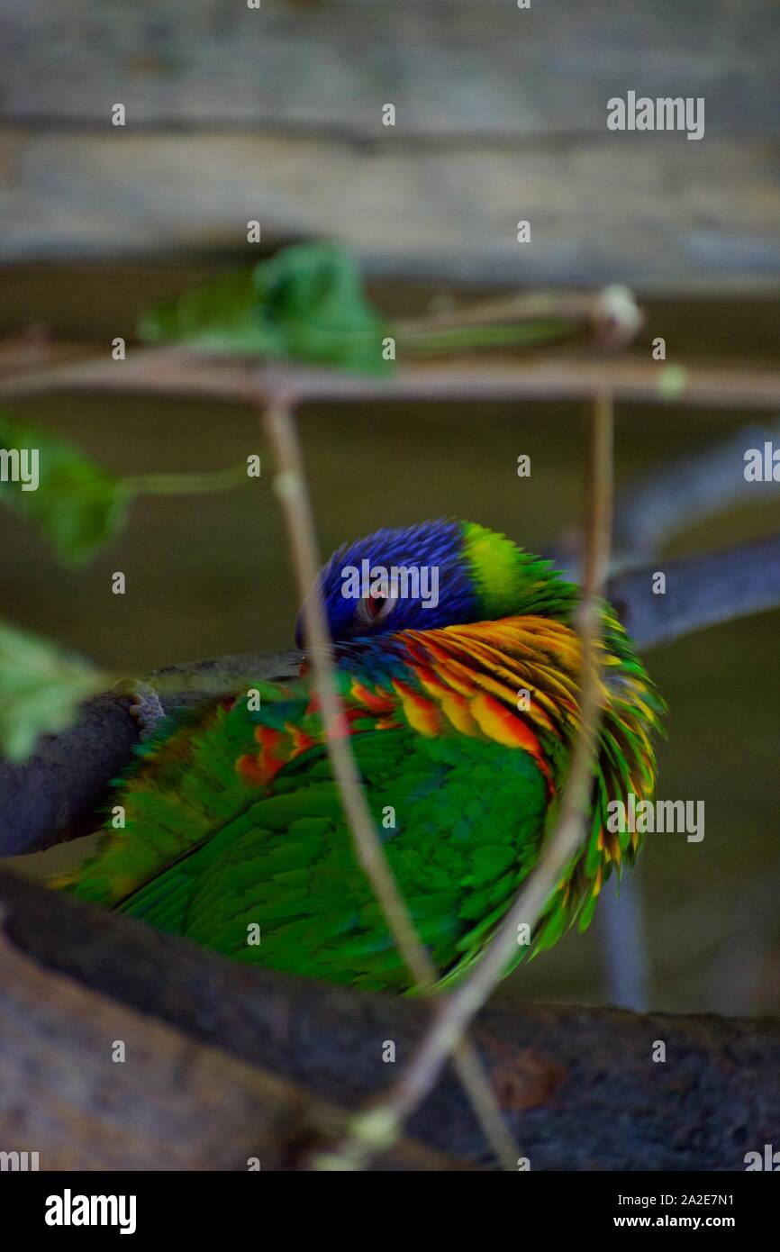 Cou vert lui-même lissage lorikeet Banque D'Images