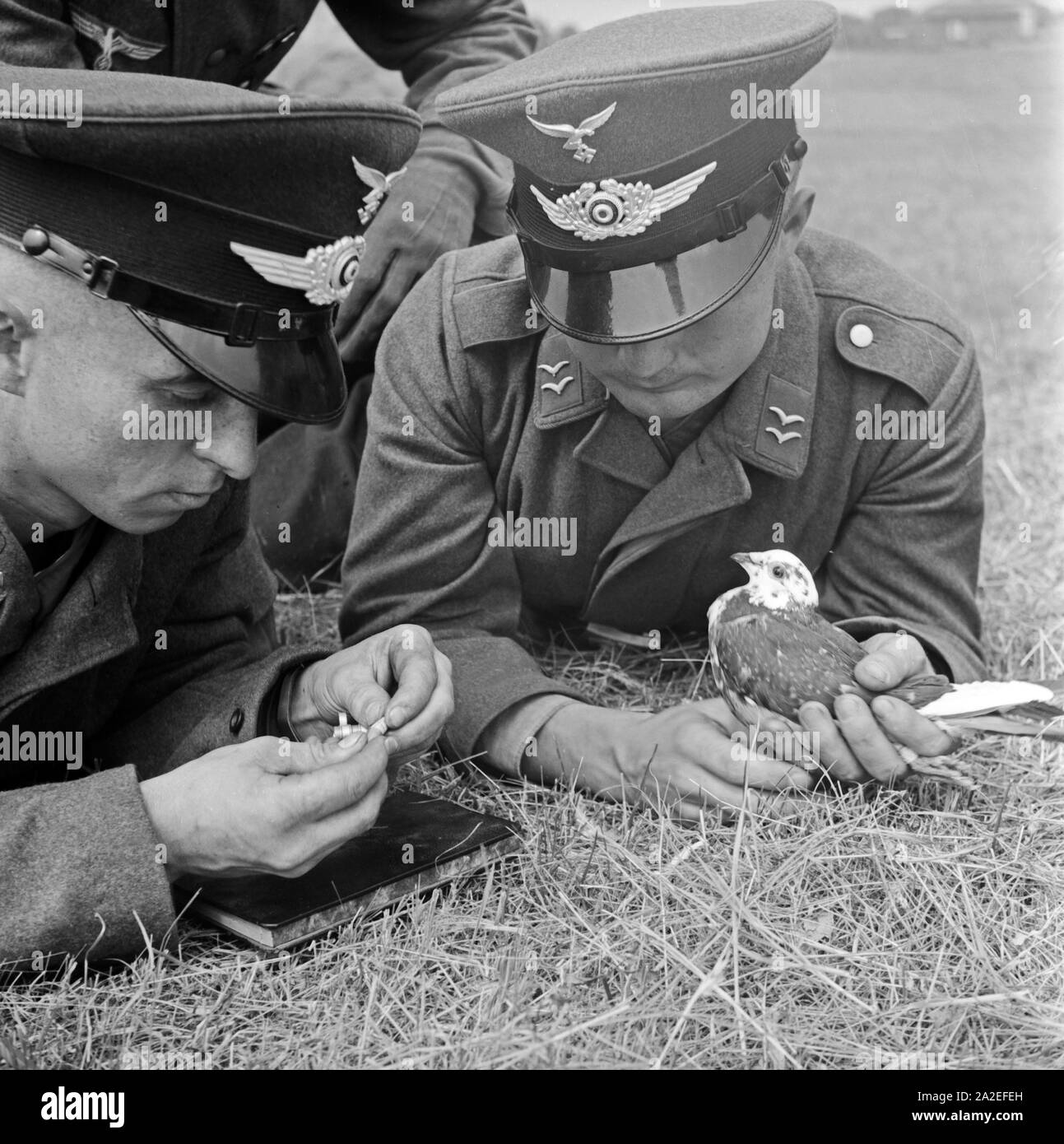 Zwei Rekruten der Luftwaffe der Wehrmacht mit einer der Brieftaube en Heeres-Brieftauben-Anstalt, Berlin Spandau 1930er Jahre. Deux recrues de la Luftwaffe allemande avec un pigeon voyageur, Berlin Spandau 1930. Banque D'Images