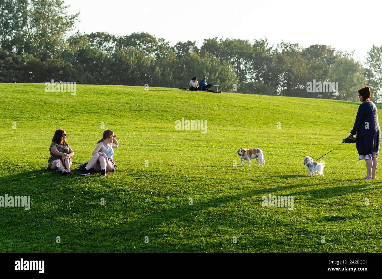 Les propriétaires de chiens sur la marche sur un champ d'herbe verte, au cours d'un beau coucher du soleil. Banque D'Images