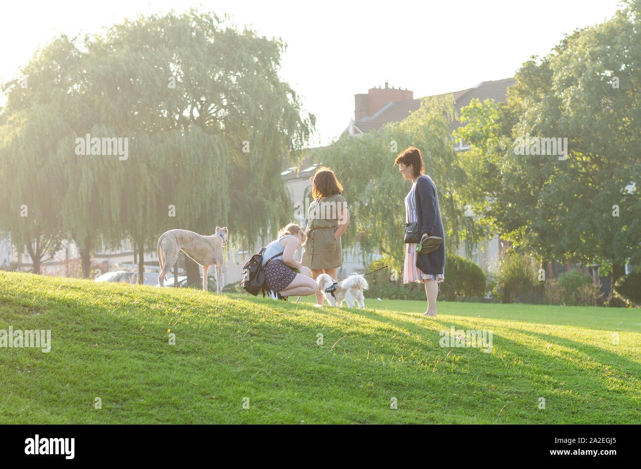 Les propriétaires de chiens sur la marche sur un champ d'herbe verte, au cours d'un beau coucher du soleil. Banque D'Images