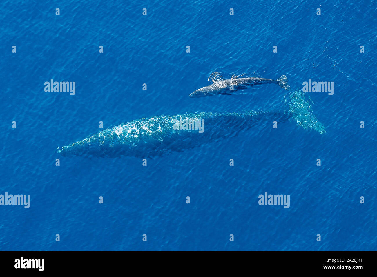 Baleine grise, Eschrichtius robustus, mère et son petit, offshore, près de l'île San Clemente, Channel Islands, en Californie, aux États-Unis, l'Océan Pacifique Banque D'Images
