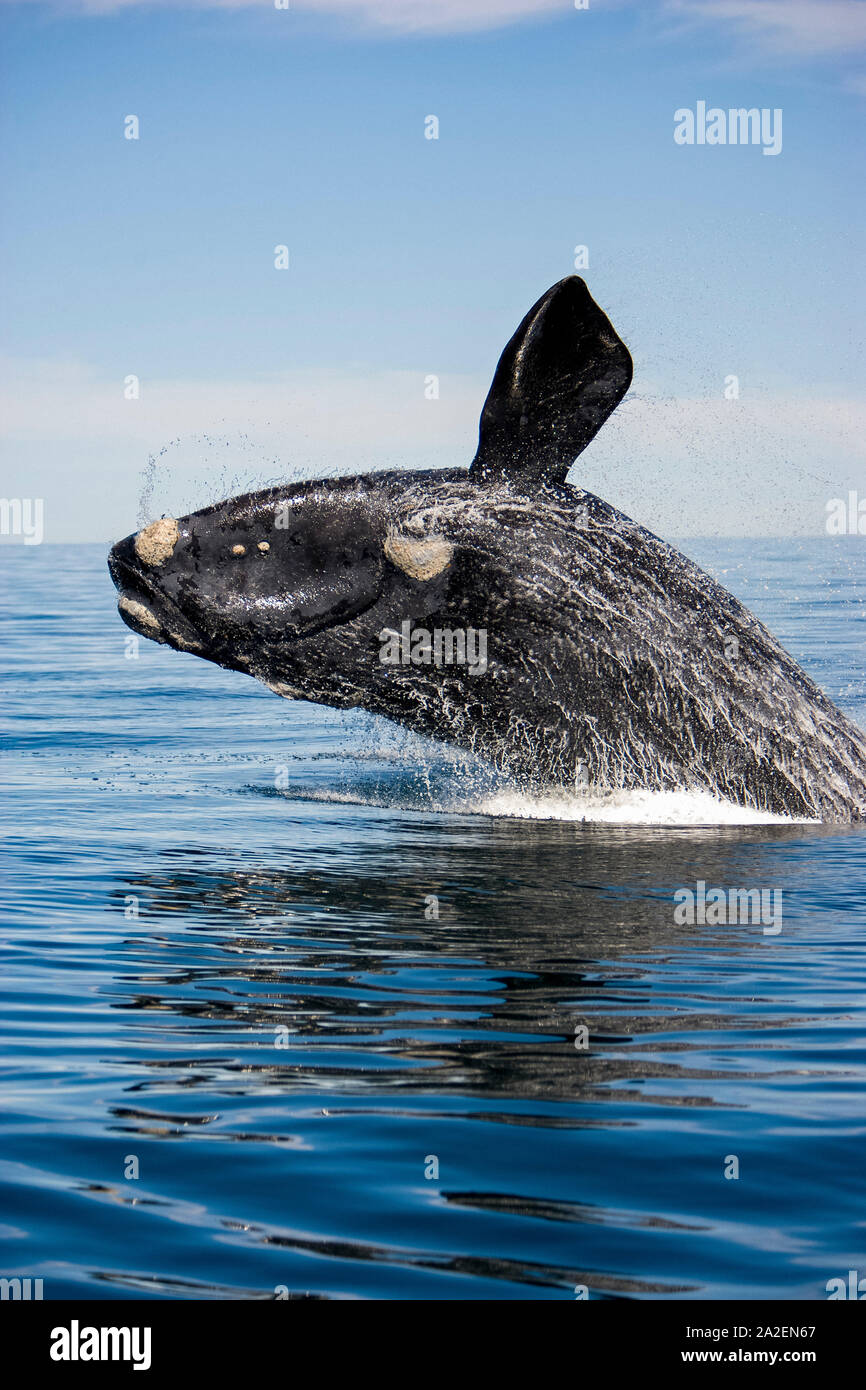 Rupture d'un baleine australe, Eubalaena australis , dépendant de mesures de conservation de la nature (UICN), l'UNESCO Site du patrimoine mondial naturel, Golfo Nuevo, Peninsula V Banque D'Images