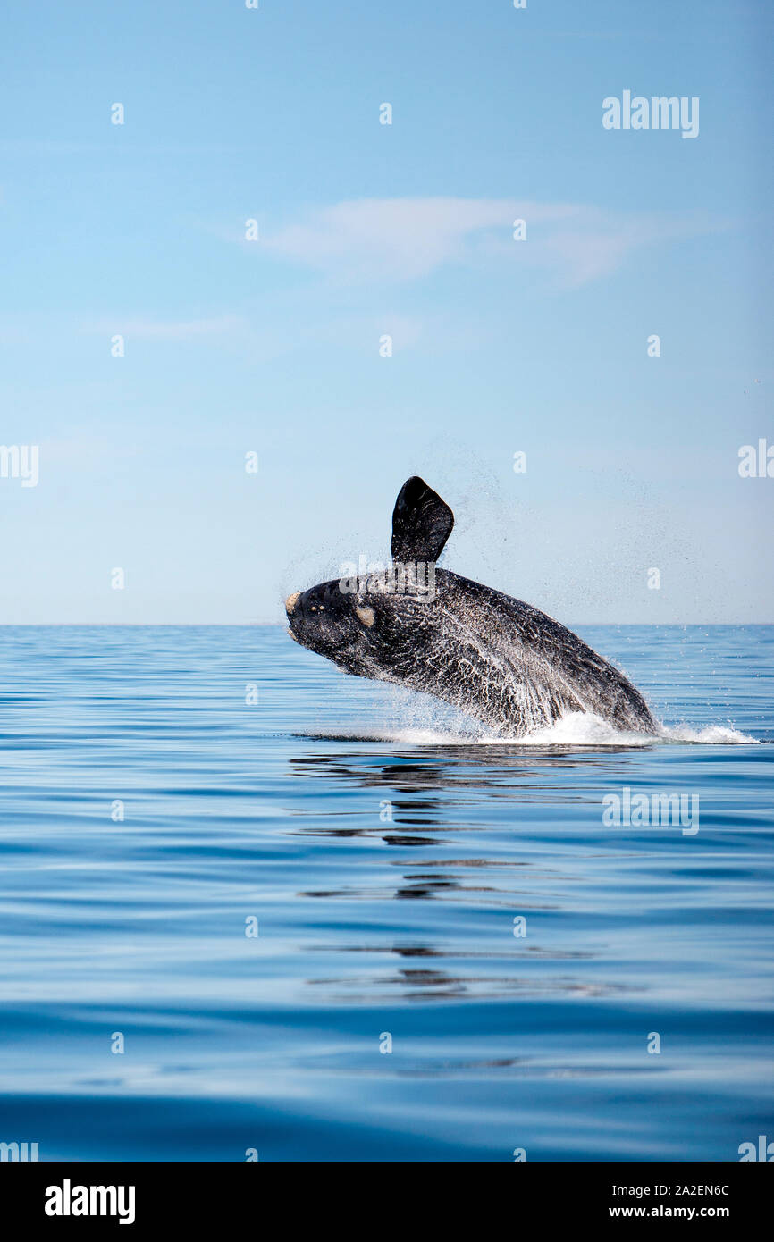 Rupture d'un baleine australe, Eubalaena australis , dépendant de mesures de conservation de la nature (UICN), l'UNESCO Site du patrimoine mondial naturel, Golfo Nuevo, Peninsula V Banque D'Images