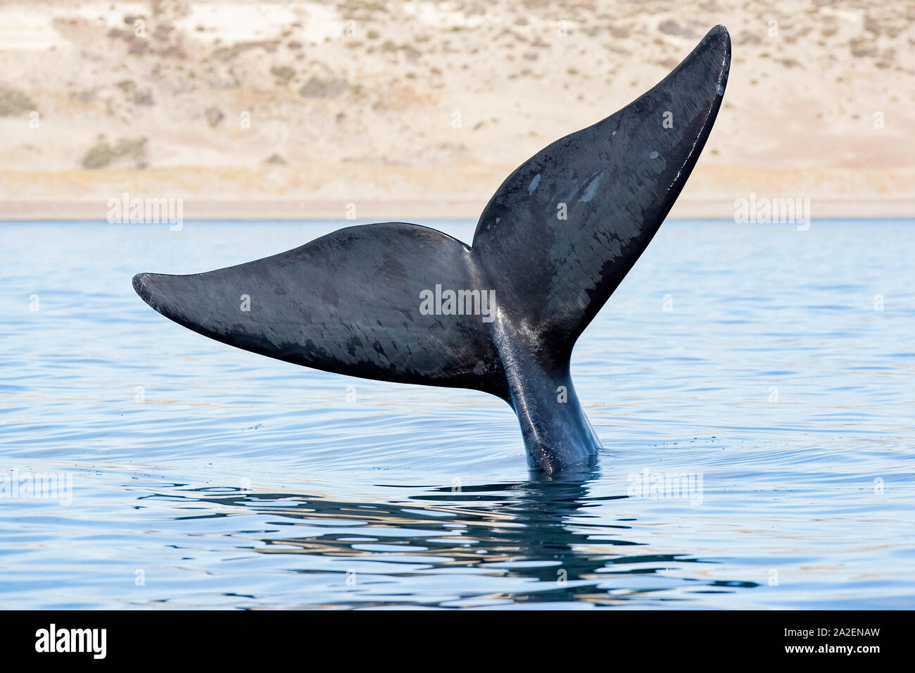 Queue de baleine australe, Eubalaena australis, dépendant de mesures de conservation de la nature (UICN), l'UNESCO Site du patrimoine mondial naturel, Golfo Nuevo, Peninsula Valdes, C Banque D'Images