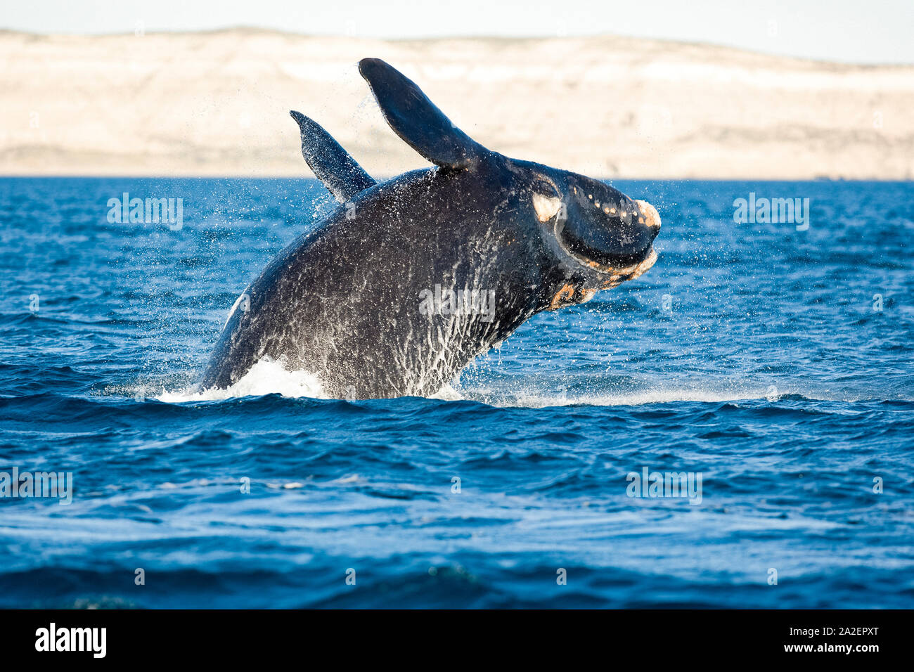 Rupture d'un baleine australe, Eubalaena australis , dépendant de mesures de conservation de la nature (UICN), l'UNESCO Site du patrimoine mondial naturel, Golfo Nuevo, Peninsula V Banque D'Images