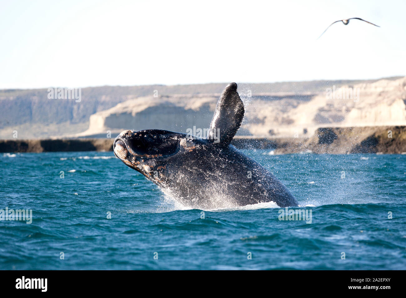 Rupture d'un baleine australe, Eubalaena australis , dépendant de mesures de conservation de la nature (UICN), l'UNESCO Site du patrimoine mondial naturel, Golfo Nuevo, Peninsula V Banque D'Images