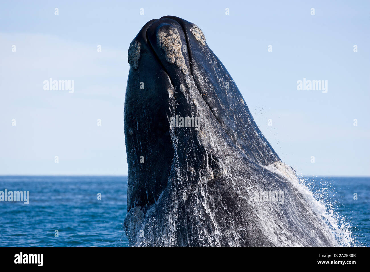 Chef d'un surfaçage, baleine australe Eubalaena australis, dépendant de mesures de conservation de la nature (UICN), l'UNESCO Site du patrimoine mondial naturel, Golfo Nuevo, Peninsu Banque D'Images