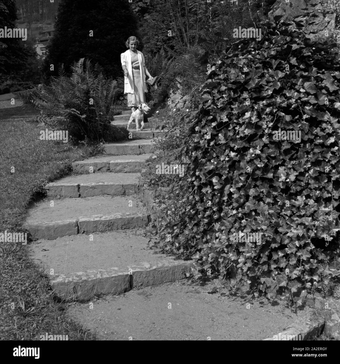 Eine Frau geht mit einem Foxterrier Park à Wildbad im Schwarzwald spazieren, Deutschland 1930 er Jahre. Une femme marche son fox-terrier dans un parc public à Wildbad en Forêt Noire, Allemagne 1930. Banque D'Images