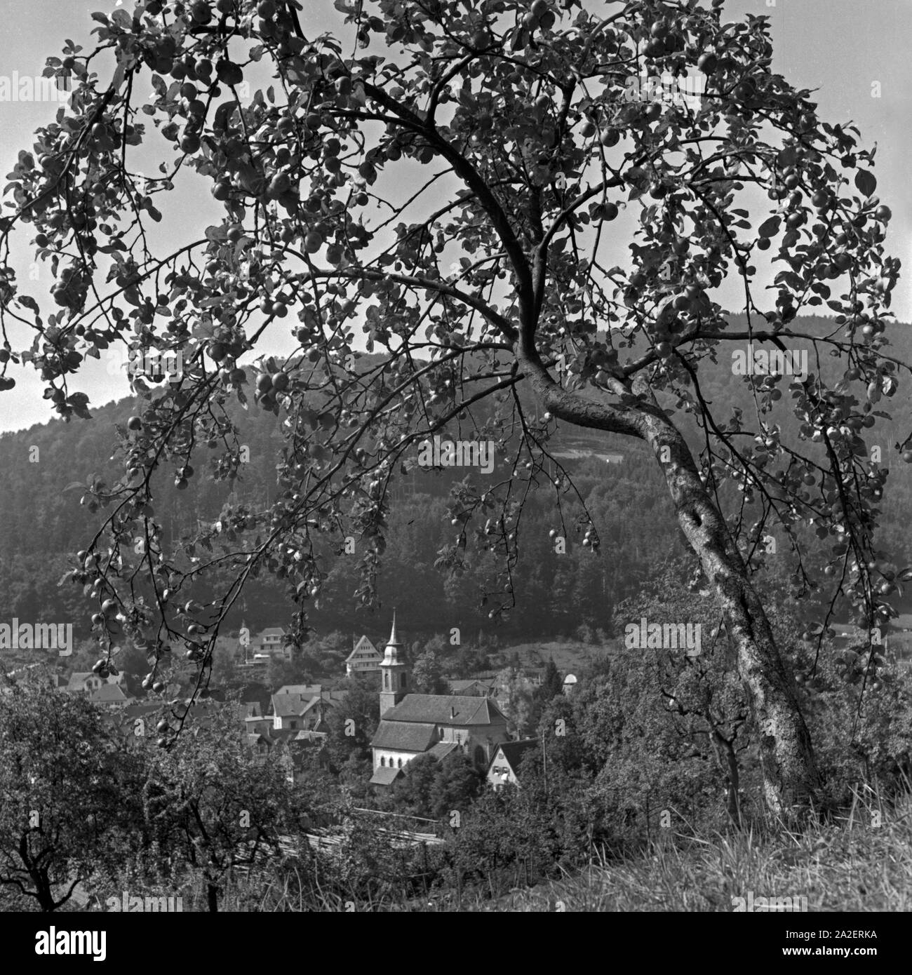 Blick durch einen Apfelbaum auf Herrenalb im Schwarzwald, Deutschland 1930er Jahre. Voir à travers un pommier à Bellingen en Forêt Noire, Allemagne 1930. Banque D'Images