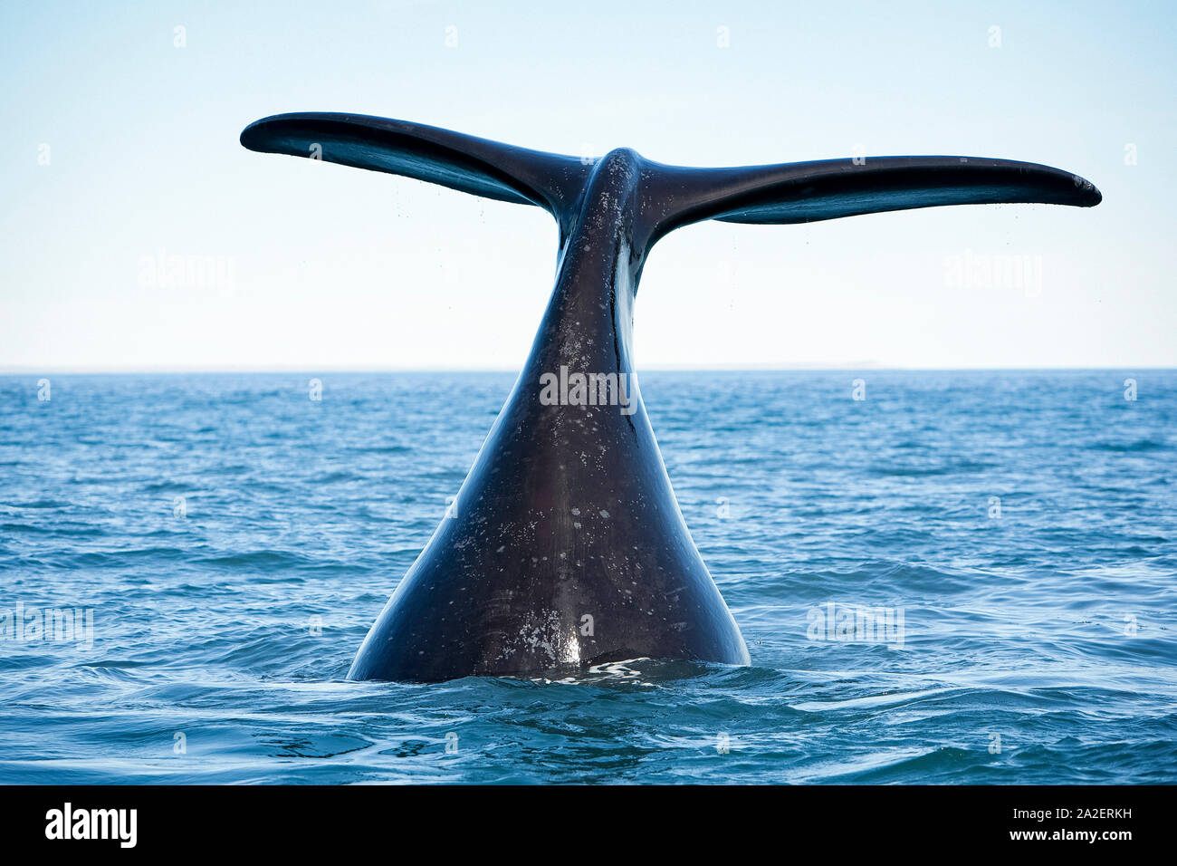 Queue de baleine australe, Eubalaena australis, dépendant de mesures de conservation de la nature (UICN), l'UNESCO Site du patrimoine mondial naturel, Golfo Nuevo, Peninsula Valdes, C Banque D'Images