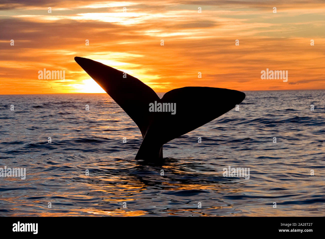 Queue de baleine franche australe Eubalaena australis, au coucher du soleil, dépendant de mesures de conservation de la nature (UICN), l'UNESCO Site du patrimoine mondial naturel, Golfo Nuevo, Peninsula Banque D'Images