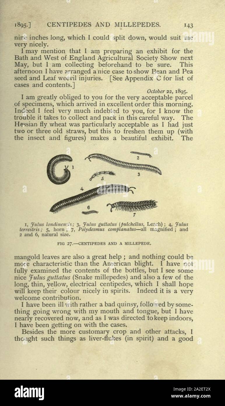 Eleanor Ormerod, LI. D., entomologiste économique (page 143) Banque D'Images