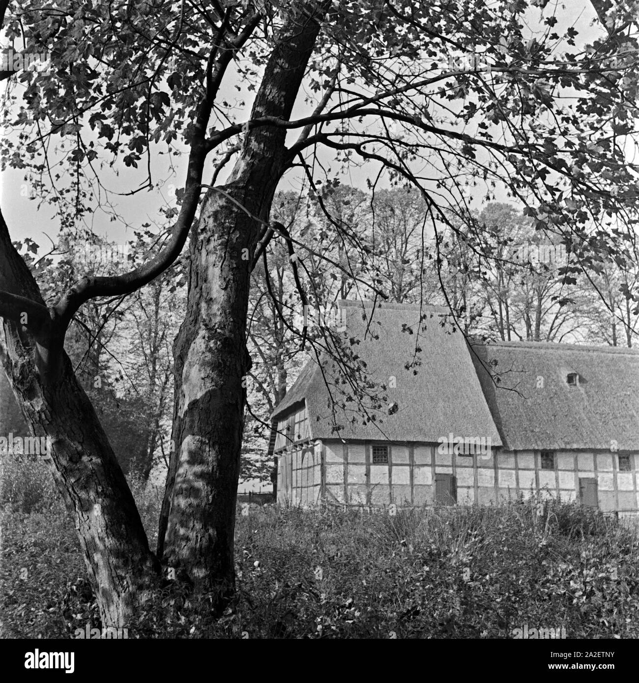 Ein Baum im Herbst vor einem Bauernfachwerkhaus, Deutschland 1930 er Jahre. Une maison à l'automne en face d'une ancienne maison de ferme à colombages, Allemagne 1930. Banque D'Images