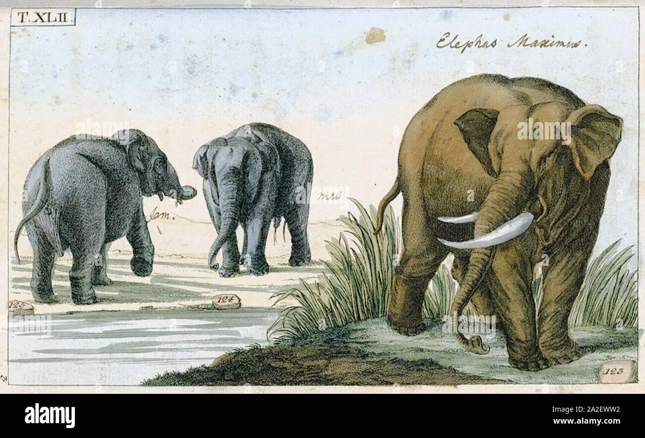Elefanten aus Gottlieb Tobias Wilhelm Unterhaltungen aus der Naturgeschichte. Banque D'Images