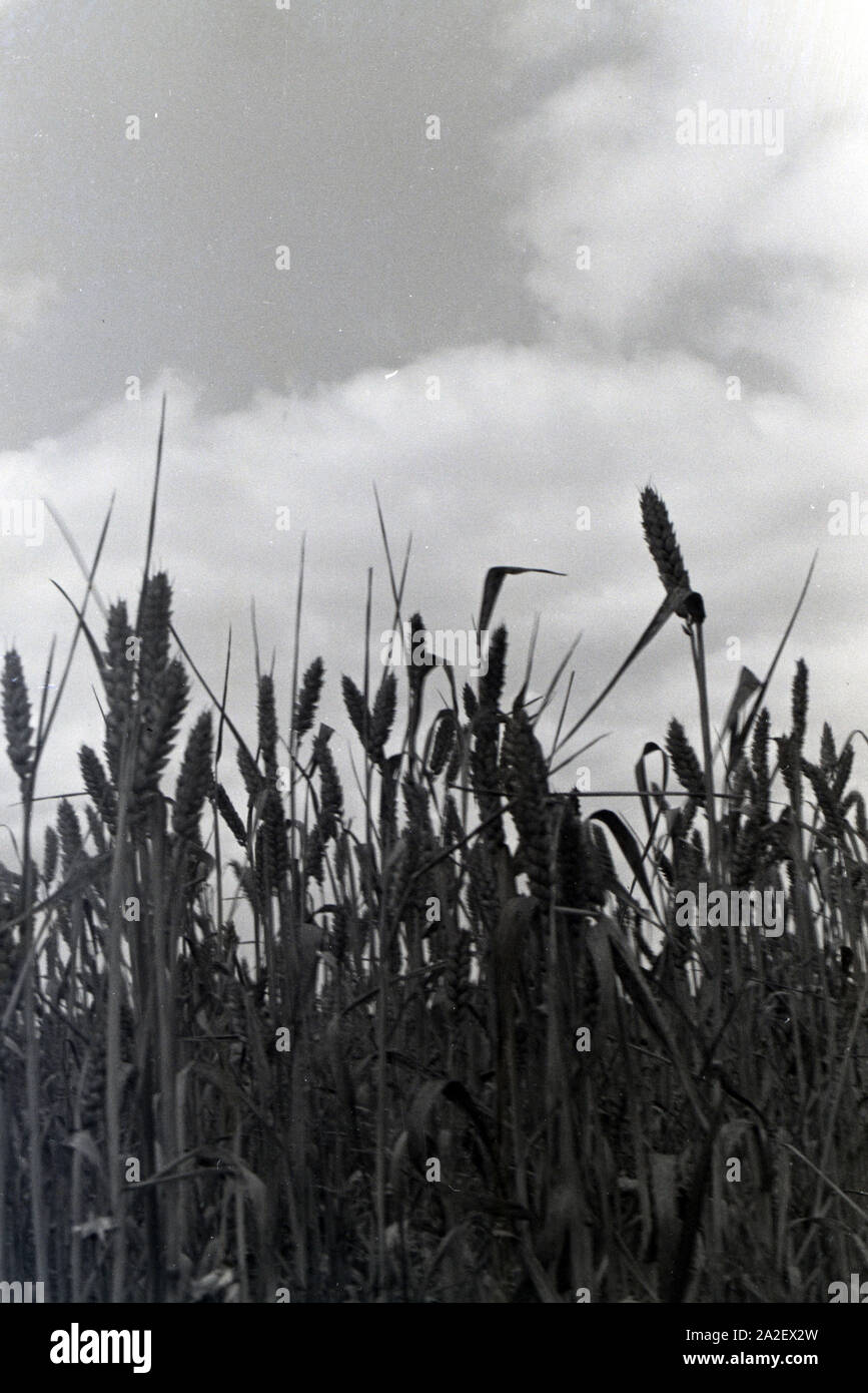 Getreideähren aus der Froschperspektive vor einem leicht bewölkten Himmel ; Deutschland 1930er Jahre. Épis de maïs au ver vue d'en face d'un ciel légèrement nuageux ; Allemagne 1930. Banque D'Images