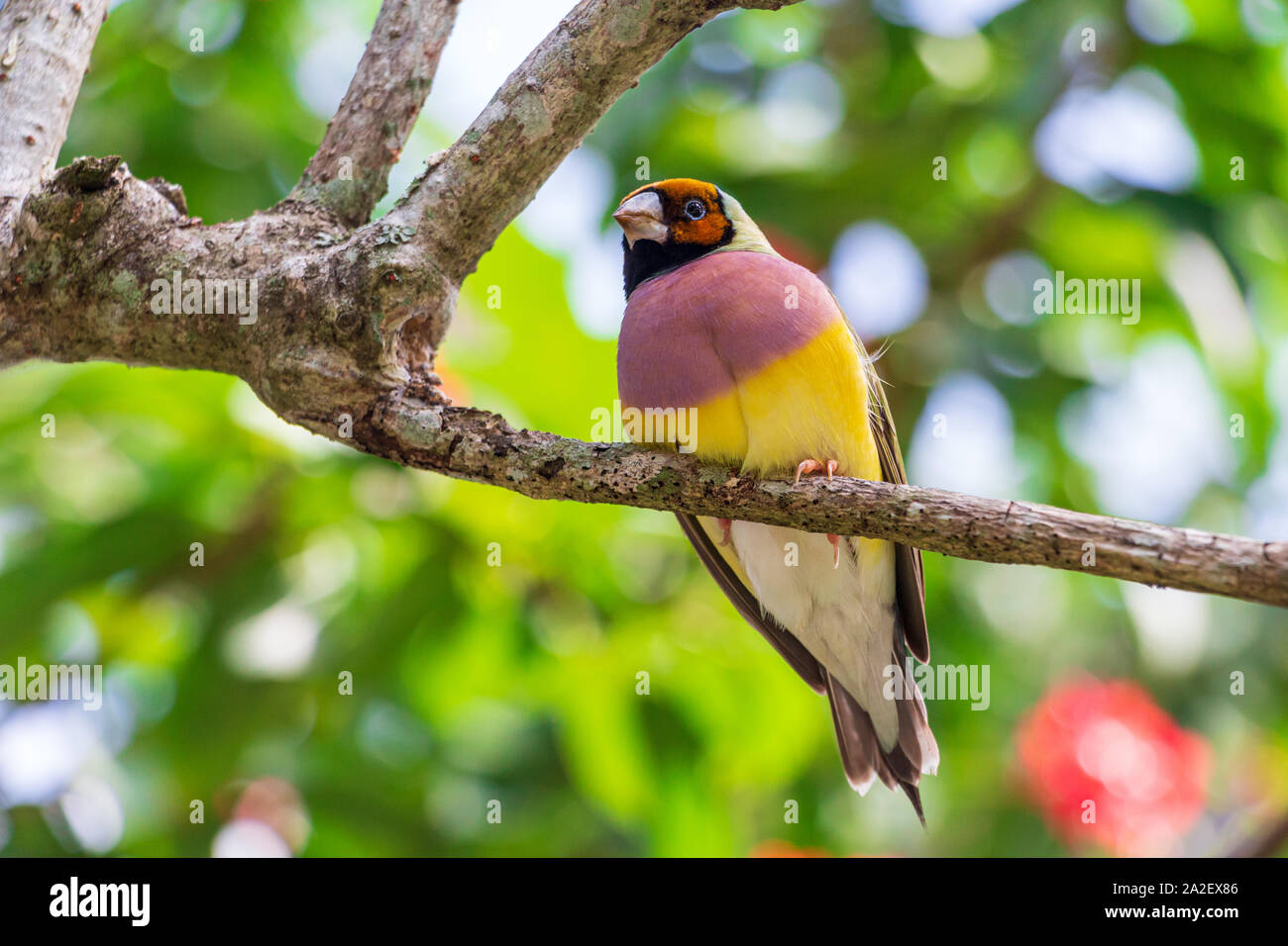 Lady Gouldian finch (Erythrura gouldiae), femme, perché sur branche d'arbre - Floride, États-Unis Banque D'Images