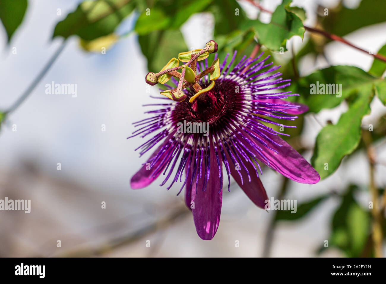 La passion des fleurs Monika Fischer (Passiflora hybride) libre Banque D'Images