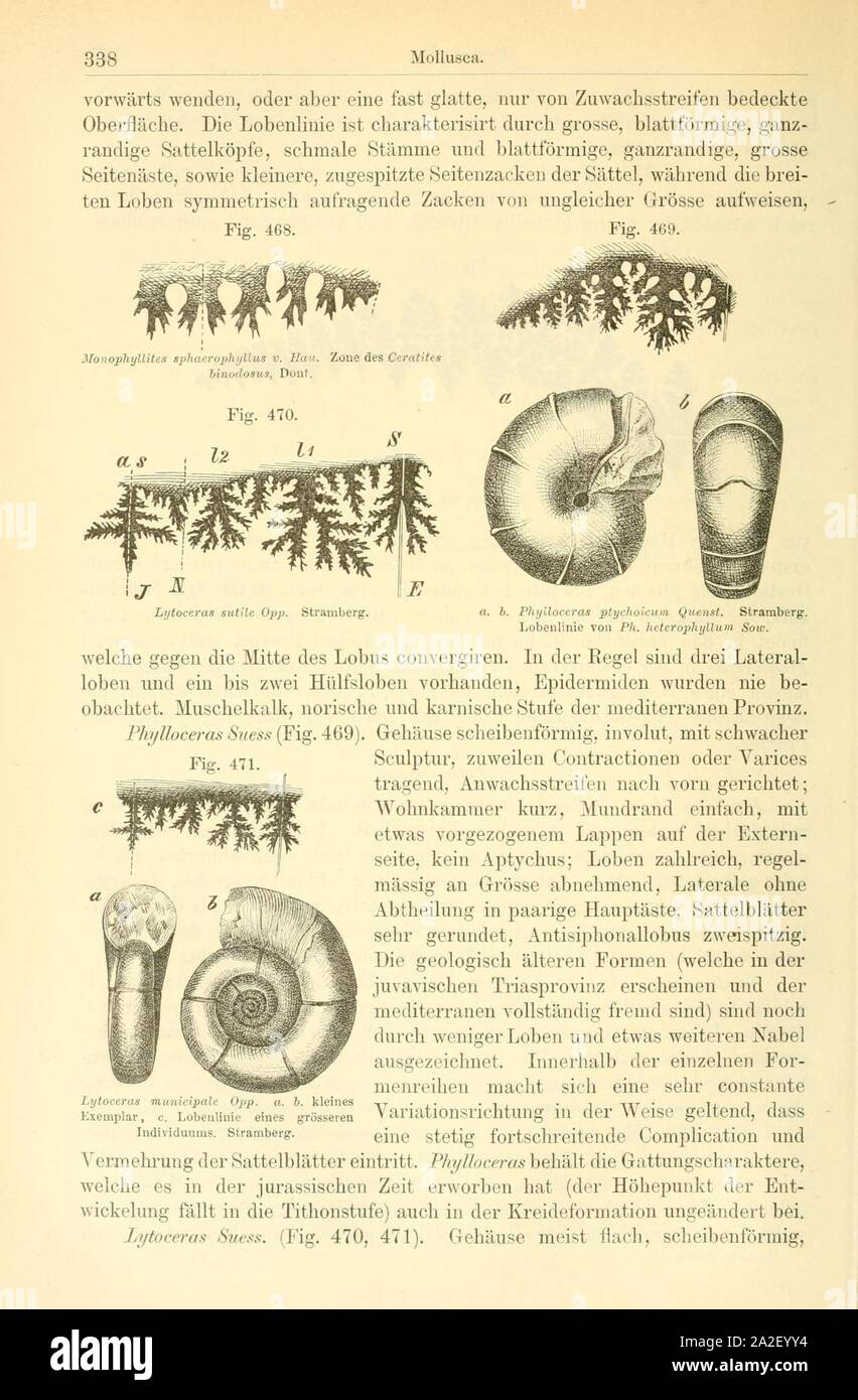 Elemente der paleontologie (page 338, fig. 468-471) Banque D'Images