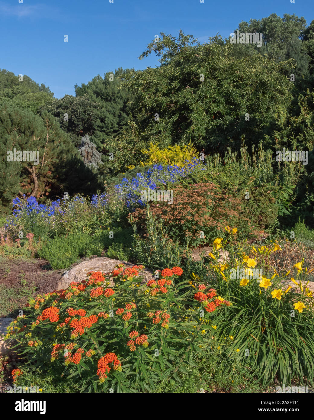 Mélange de mauvaises herbes papillon lumineux, d'hémérocalles, delphinium, et une variété d'autres plantes et arbustes plantés entre de grands rochers. Banque D'Images