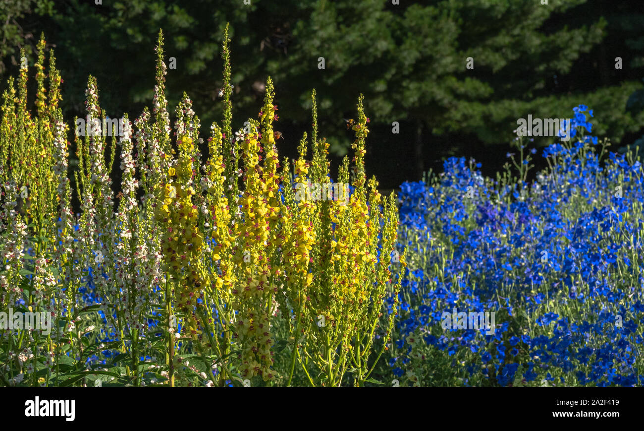 Molène jaune brillant fleurs attirent les abeilles et autres pollinisateurs avec pied-bleu à l'arrière-plan sur une journée ensoleillée dans un jardin. Banque D'Images