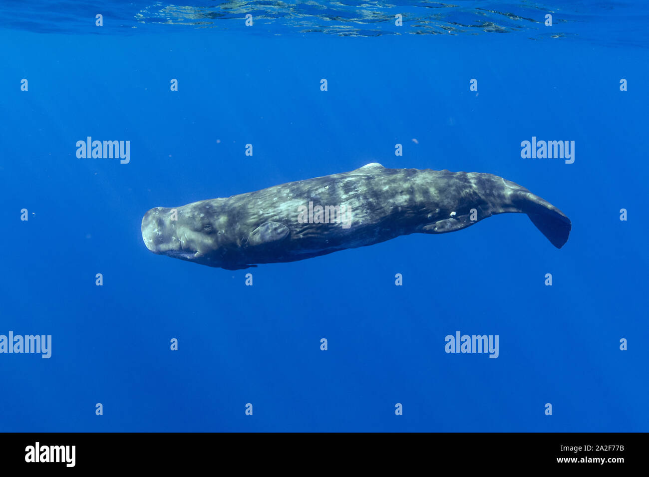 Cachalot, Physeter macrocephalus, Chichi-jima, Bonin Islands, les îles d'Ogasawara, Site du patrimoine mondial naturel, Tokyo, Japon, l'Océan Pacifique Banque D'Images