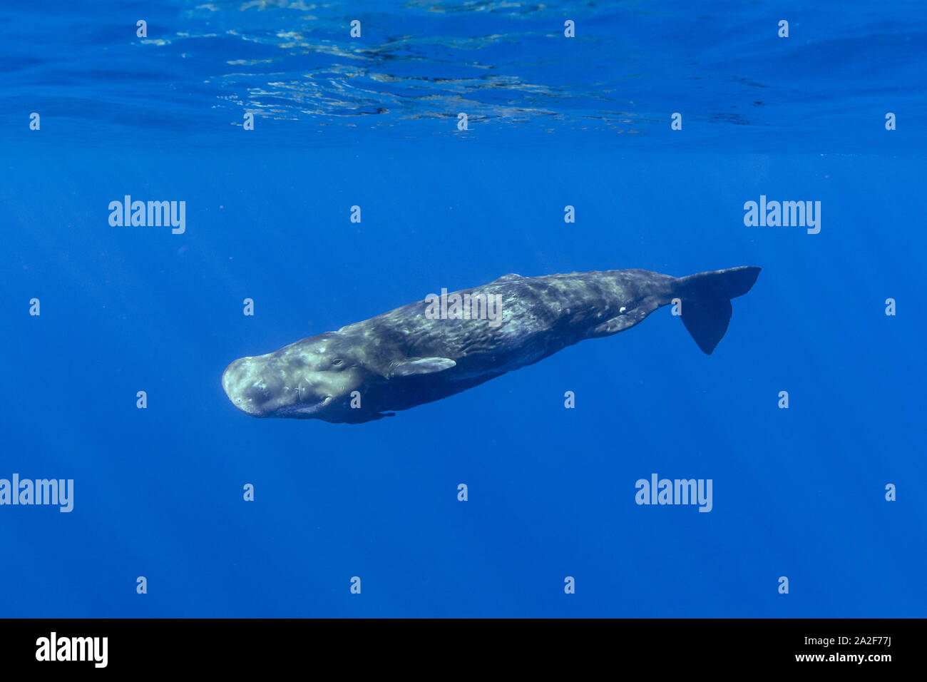 Cachalot, Physeter macrocephalus, Chichi-jima, Bonin Islands, les îles d'Ogasawara, Site du patrimoine mondial naturel, Tokyo, Japon, l'Océan Pacifique Banque D'Images