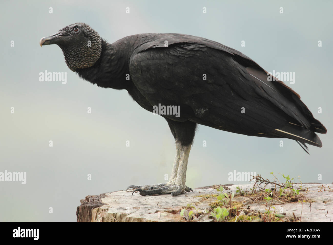 Oiseau charognard vautour noir (Coragyps atratus) ou vautour noir américain dans le nouveau monde de la famille vautour en vol Banque D'Images Oiseau charognard vautour noir (Coragyps atratus) ou vautour noir américain dans le nouveau monde de la famille vautour en vol Banque D'Images