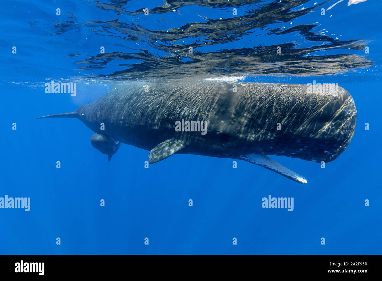 Cachalot, Physeter macrocephalus, mère et son petit, Chichi-jima, Bonin Islands, les îles d'Ogasawara, Site du patrimoine mondial naturel, Tokyo, Japon, Pacifi que Banque D'Images