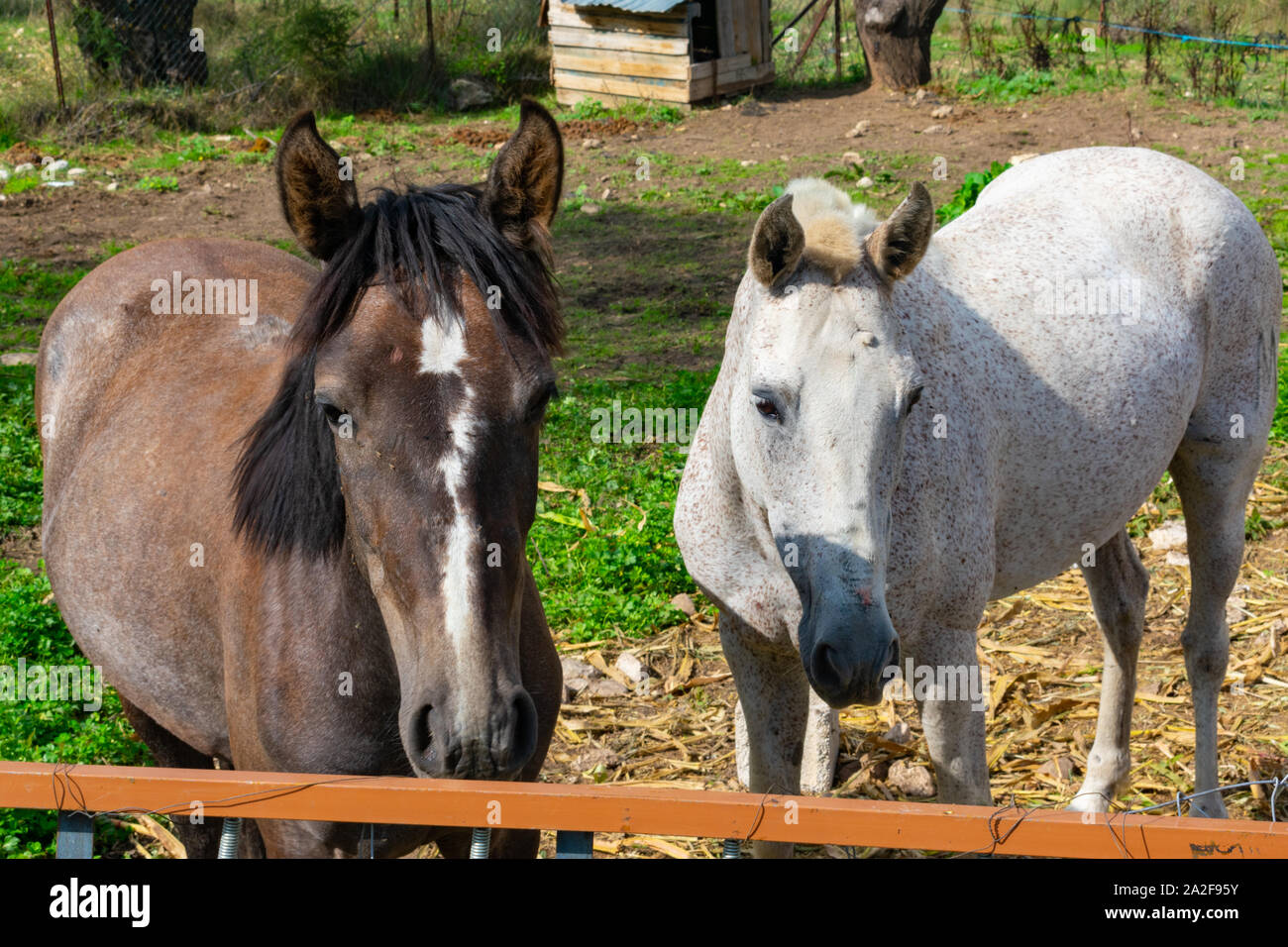 Paire de chevaux au soleil dans le domaine Banque D'Images