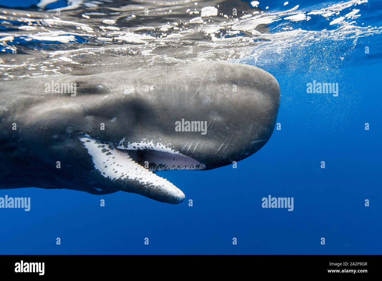 Cachalot, Physeter macrocephalus, Chichi-jima, Bonin Islands, les îles d'Ogasawara, Site du patrimoine mondial naturel, Tokyo, Japon, l'Océan Pacifique Banque D'Images