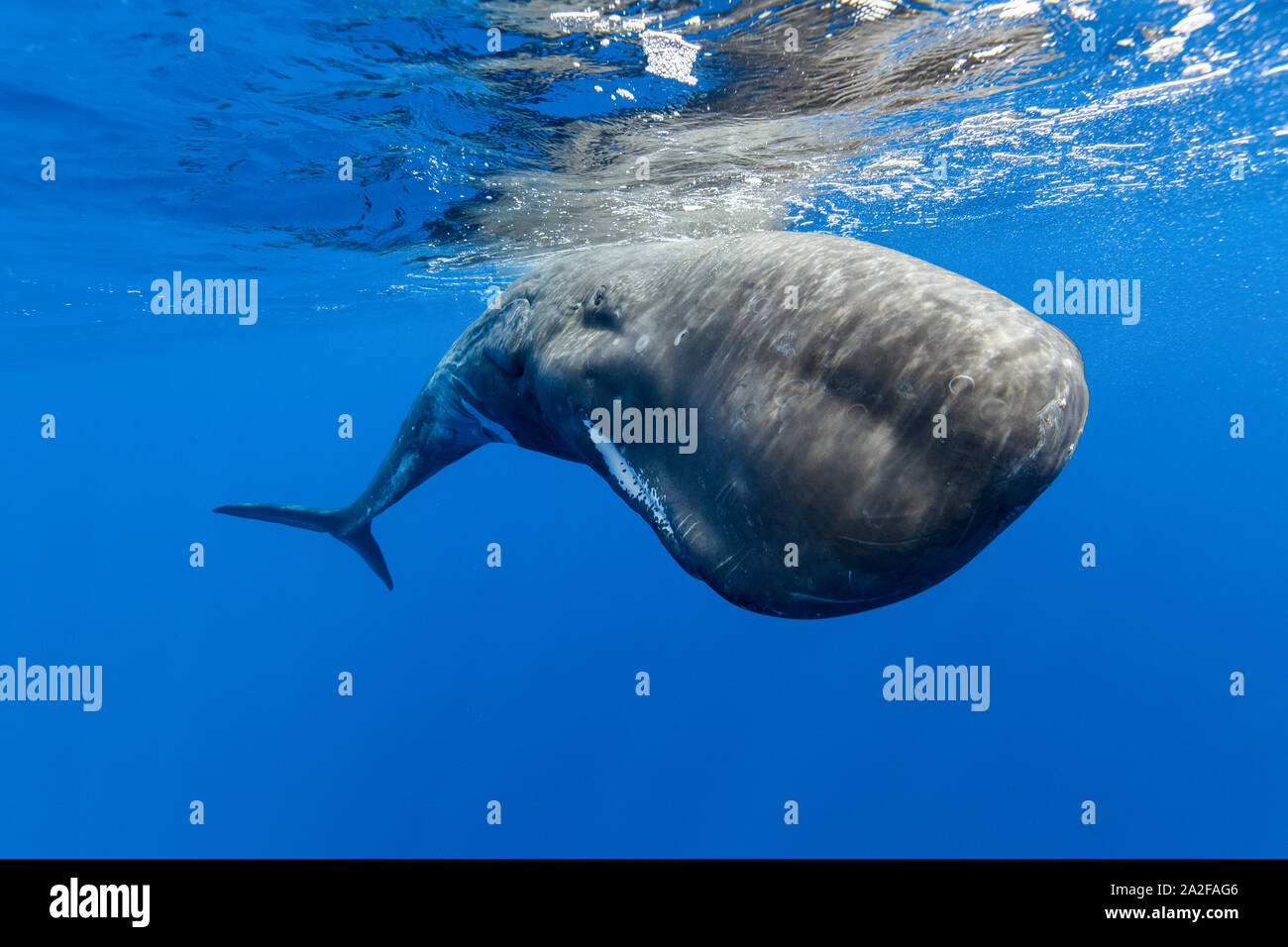 Cachalot, Physeter macrocephalus, Chichi-jima, Bonin Islands, les îles d'Ogasawara, Site du patrimoine mondial naturel, Tokyo, Japon, l'Océan Pacifique Banque D'Images