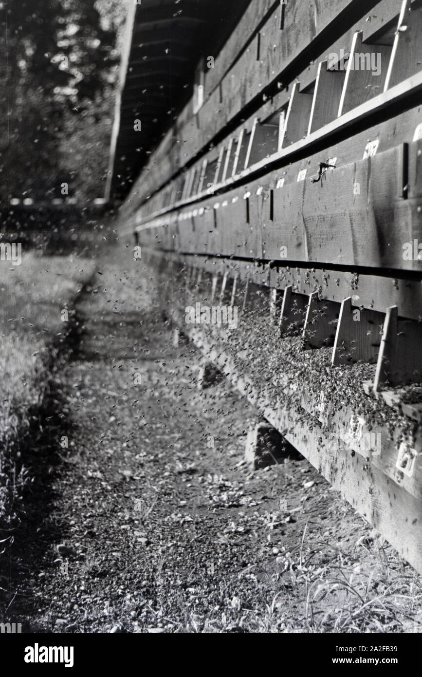 Ein großer Bienenschwarm Bienenhäusern fliegt vor den mit Imkerei en umher, Deutschland 1930 er Jahre. Un gros essaim d'abeilles autour de vol en face de maisons d'abeilles sur une miellerie, Allemagne 1930. Banque D'Images