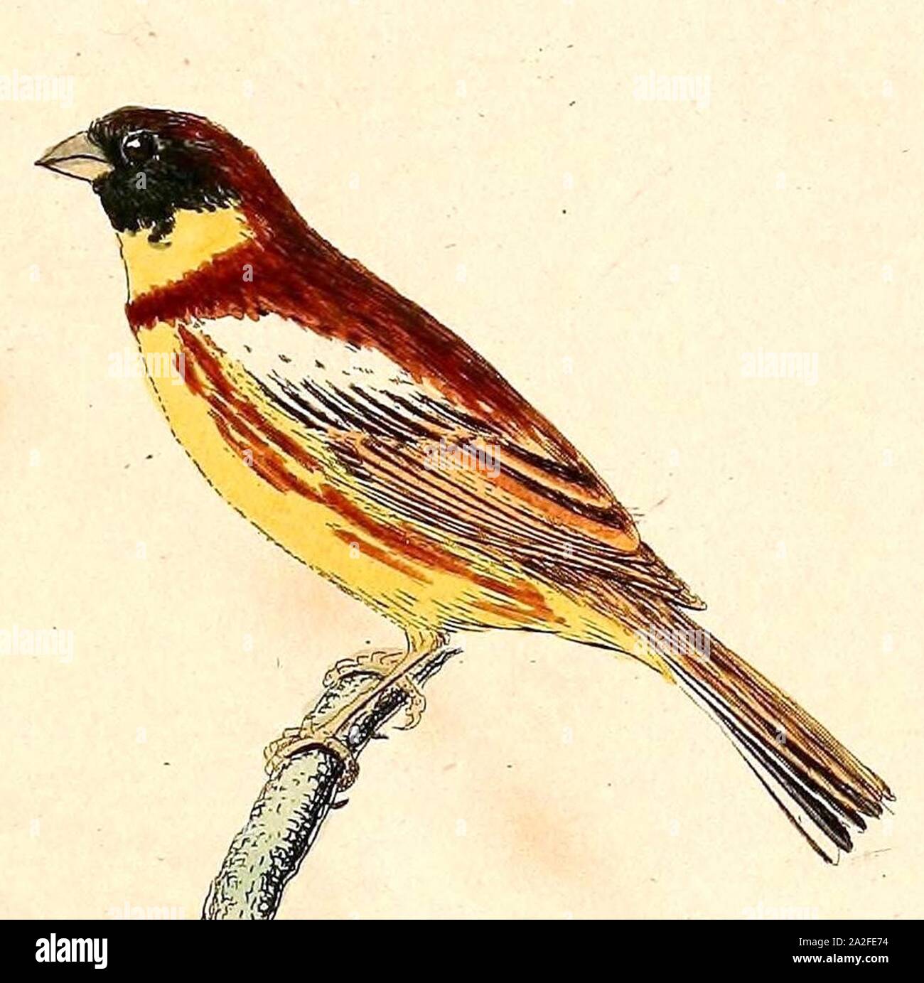 Emberiza aureola 1832. Banque D'Images