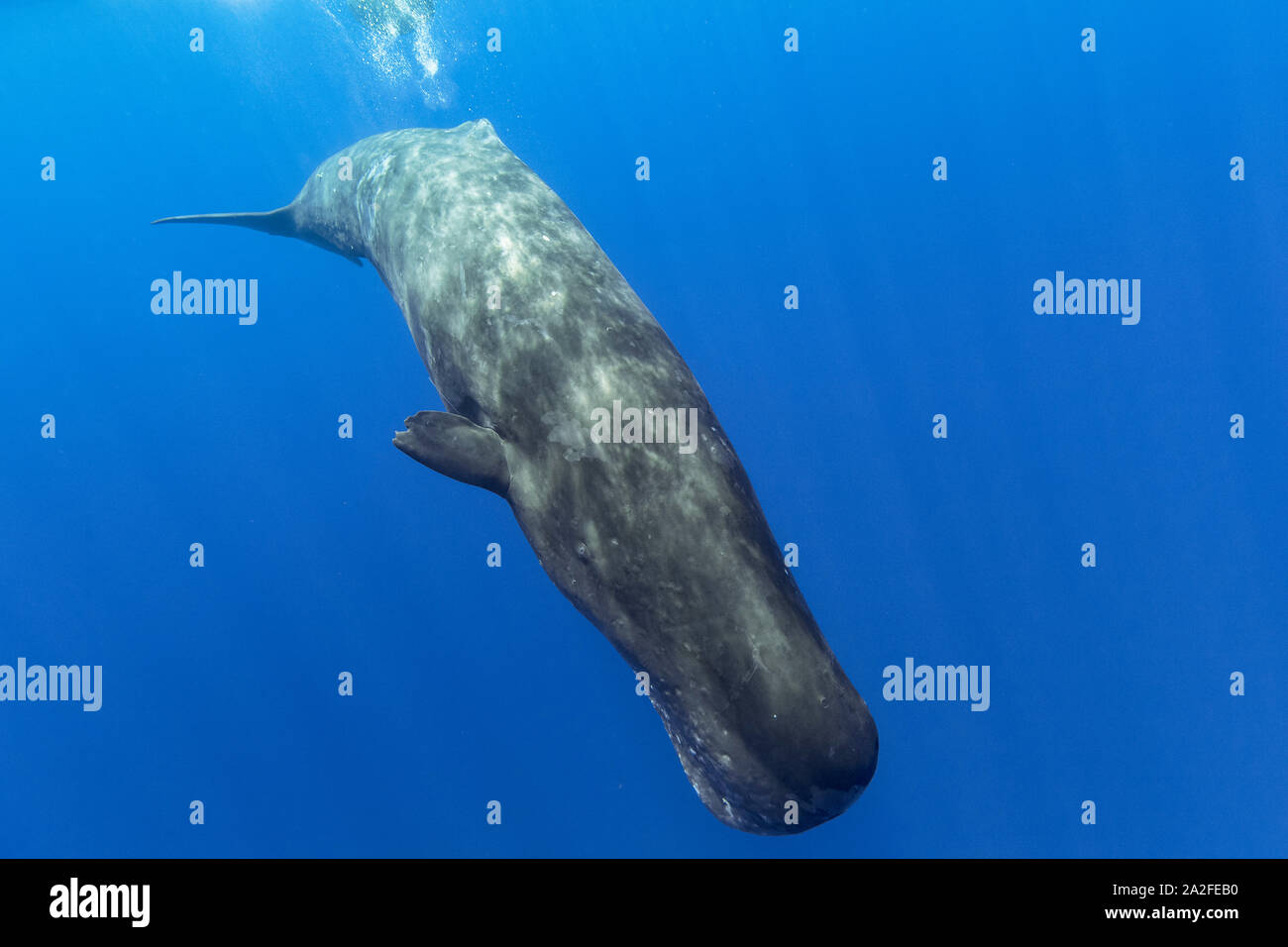 Cachalot, Physeter macrocephalus, Chichi-jima, Bonin Islands, les îles d'Ogasawara, Site du patrimoine mondial naturel, Tokyo, Japon, l'Océan Pacifique Banque D'Images