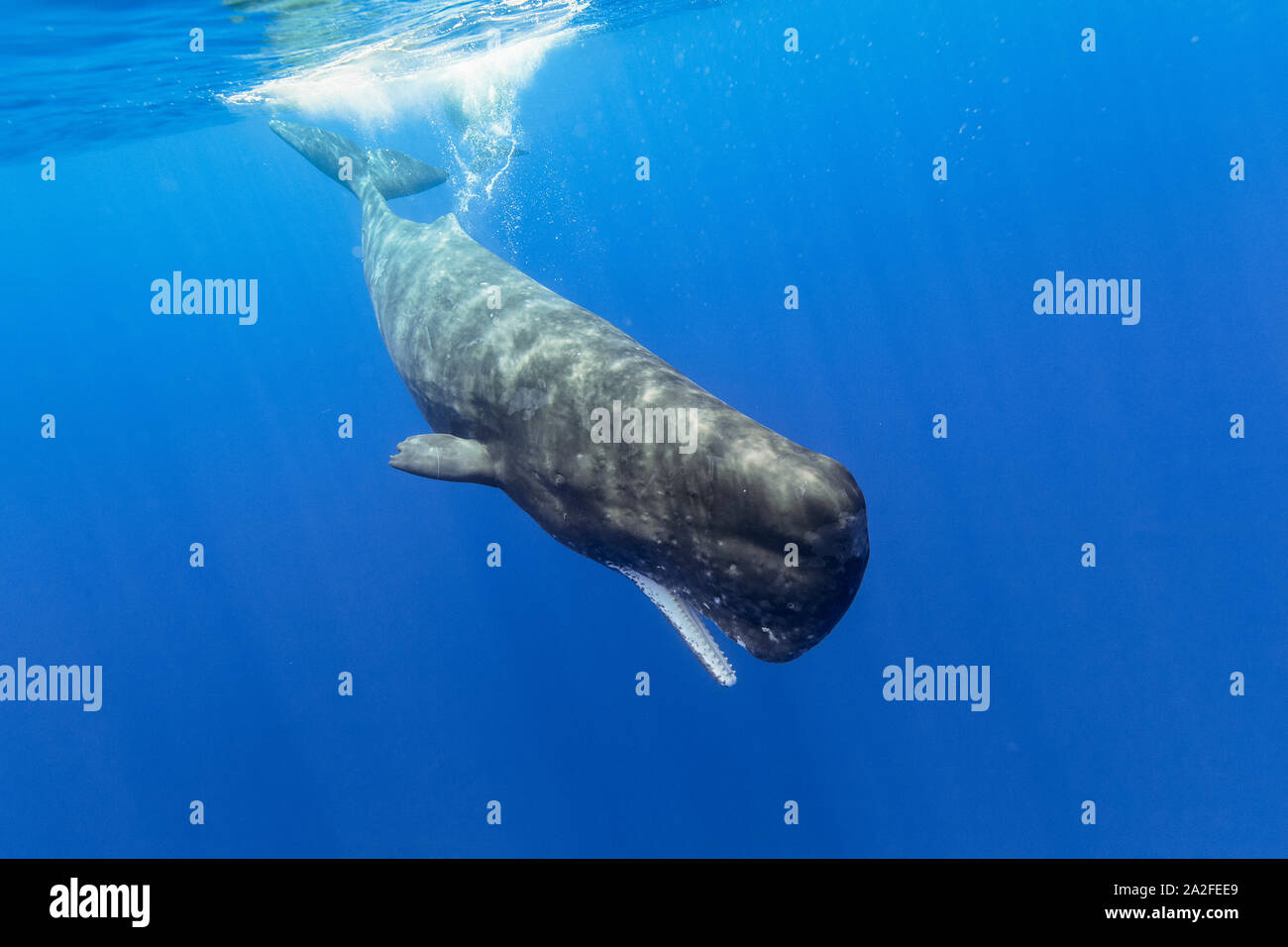 Cachalot, Physeter macrocephalus, Chichi-jima, Bonin Islands, les îles d'Ogasawara, Site du patrimoine mondial naturel, Tokyo, Japon, l'Océan Pacifique Banque D'Images