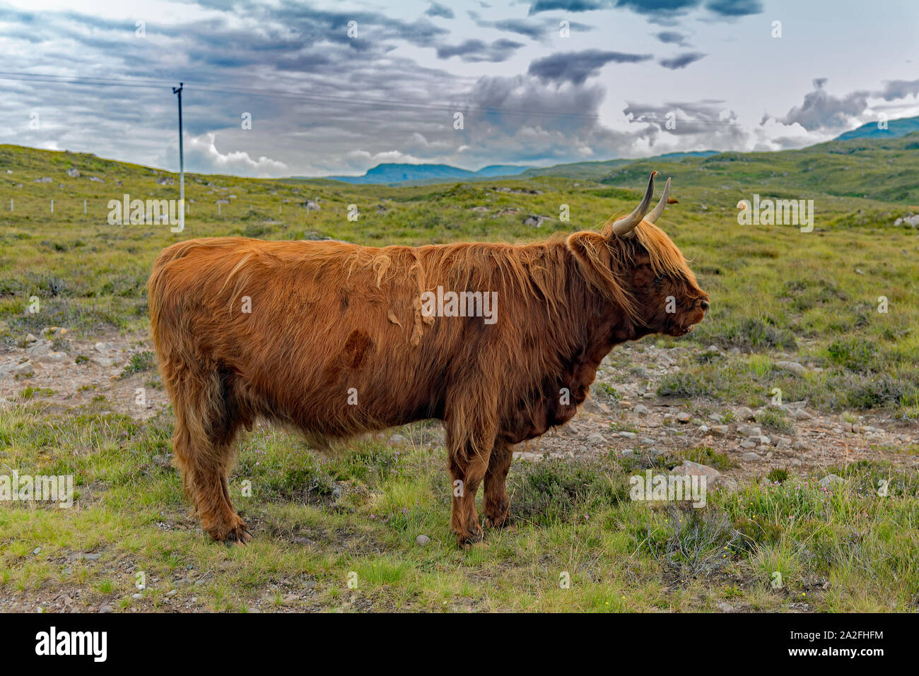 Highland coo sur l'île de Skye Banque D'Images