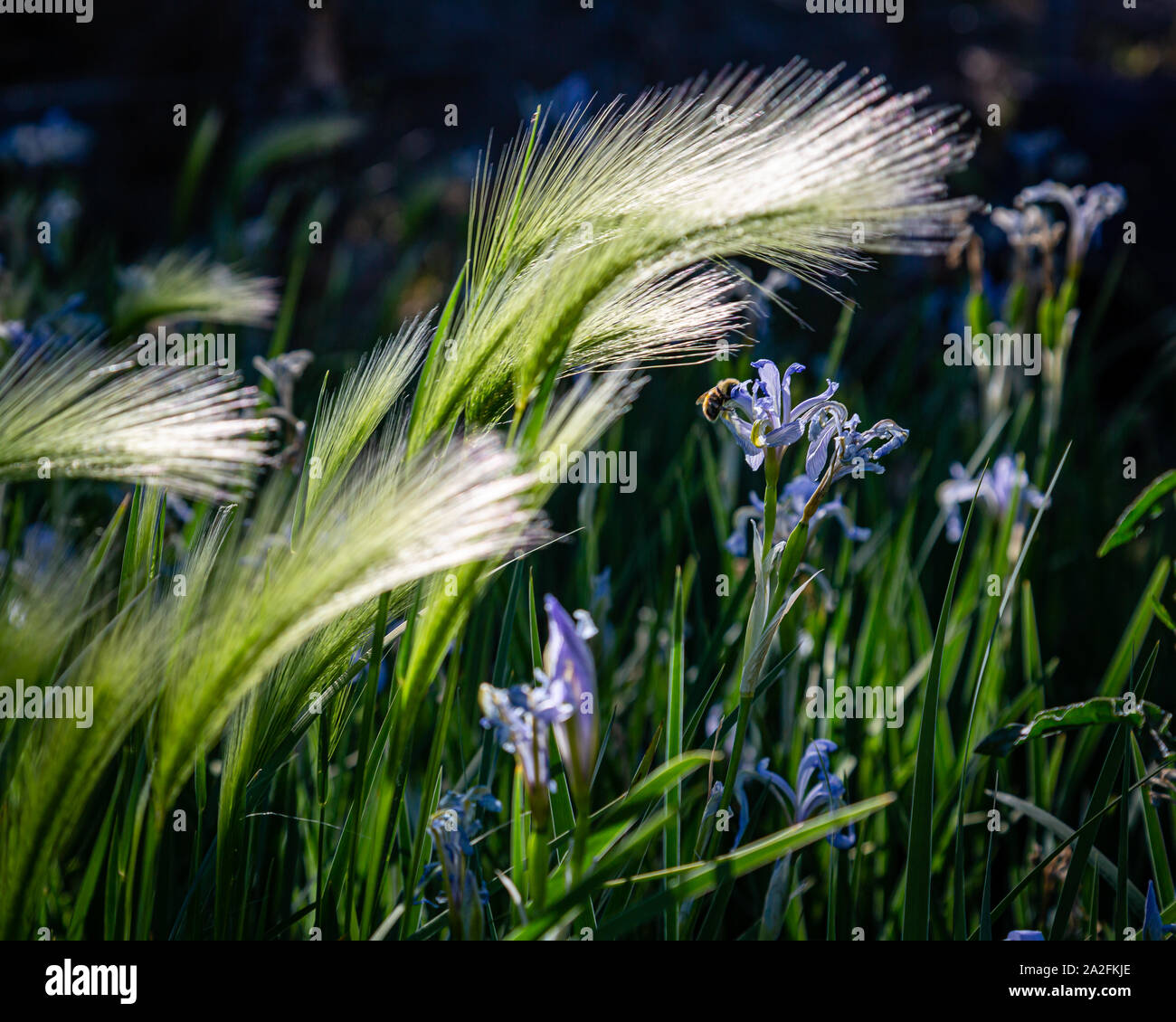 Un bourdon pollinise iris au milieu de l'été vert gazon. Banque D'Images