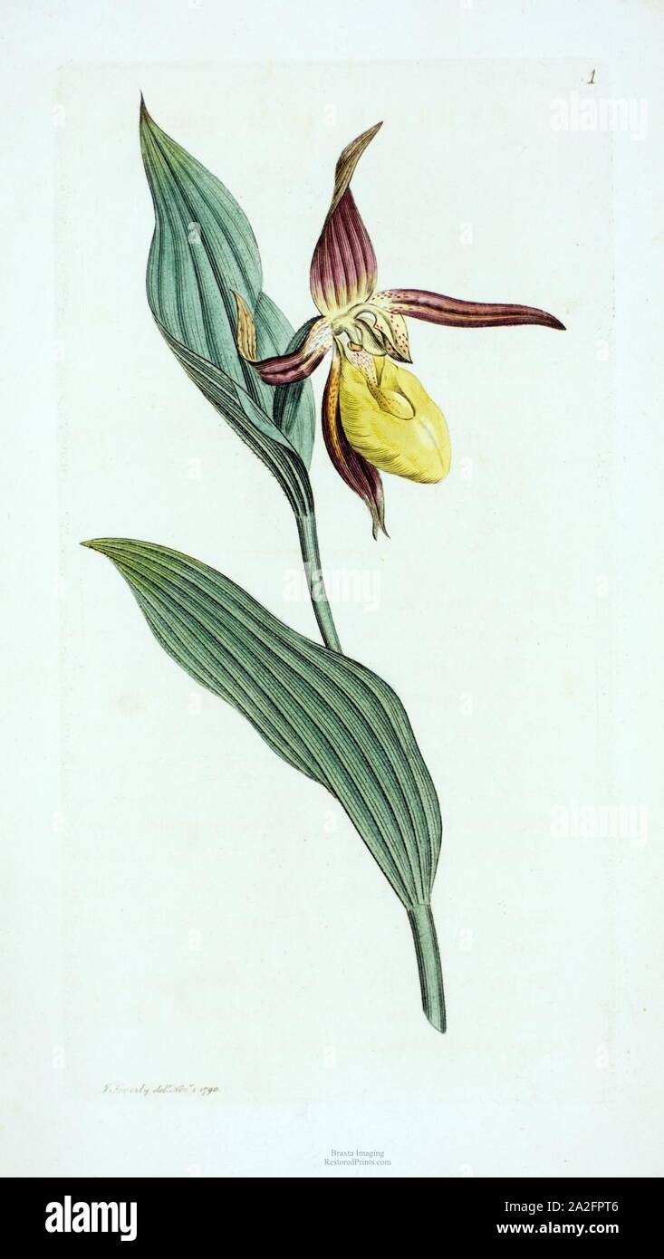 Botanique anglais James Sowerby Première Édition 1790 Plaque 1 Volume 1 27 Lady's Slipper Orchid. Banque D'Images
