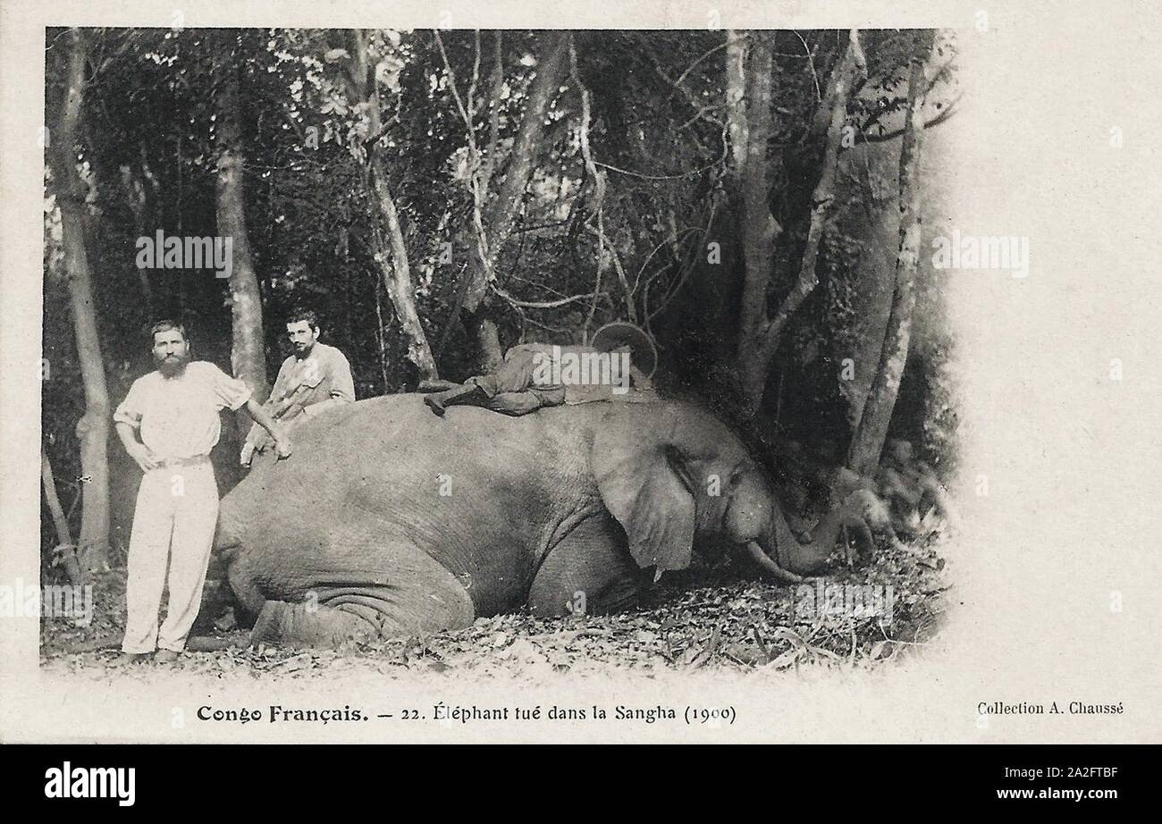Eléphant tué dans la Sangha (1900)-Congo Français. Banque D'Images
