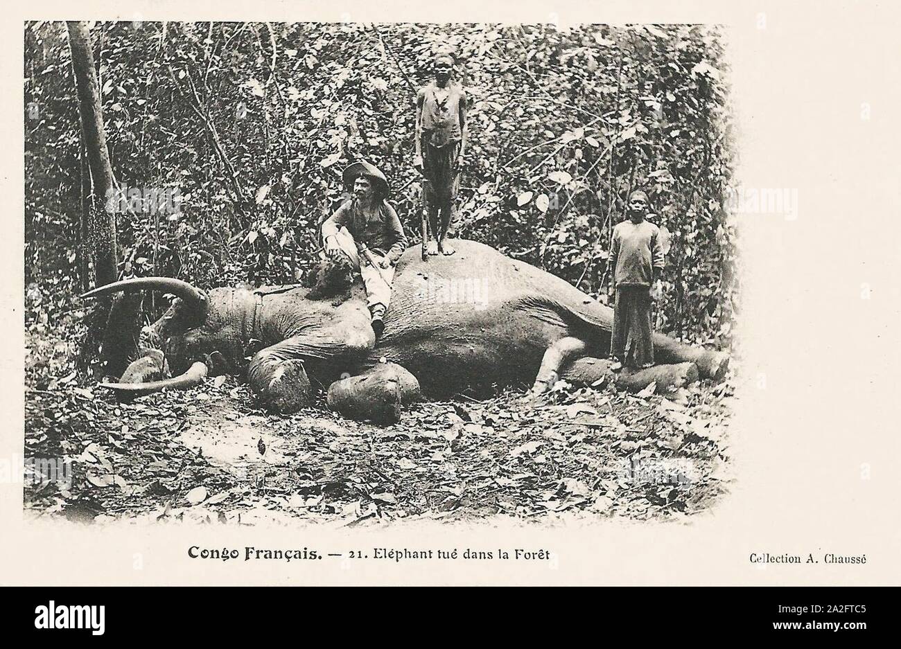 Eléphant tué dans la forêt-Congo Français. Banque D'Images