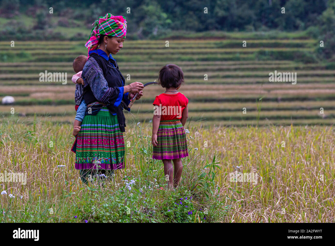 Les travailleuses de terrasse rizières, Mu Cang Chai, près de Sapa, Vietnam du Nord Banque D'Images