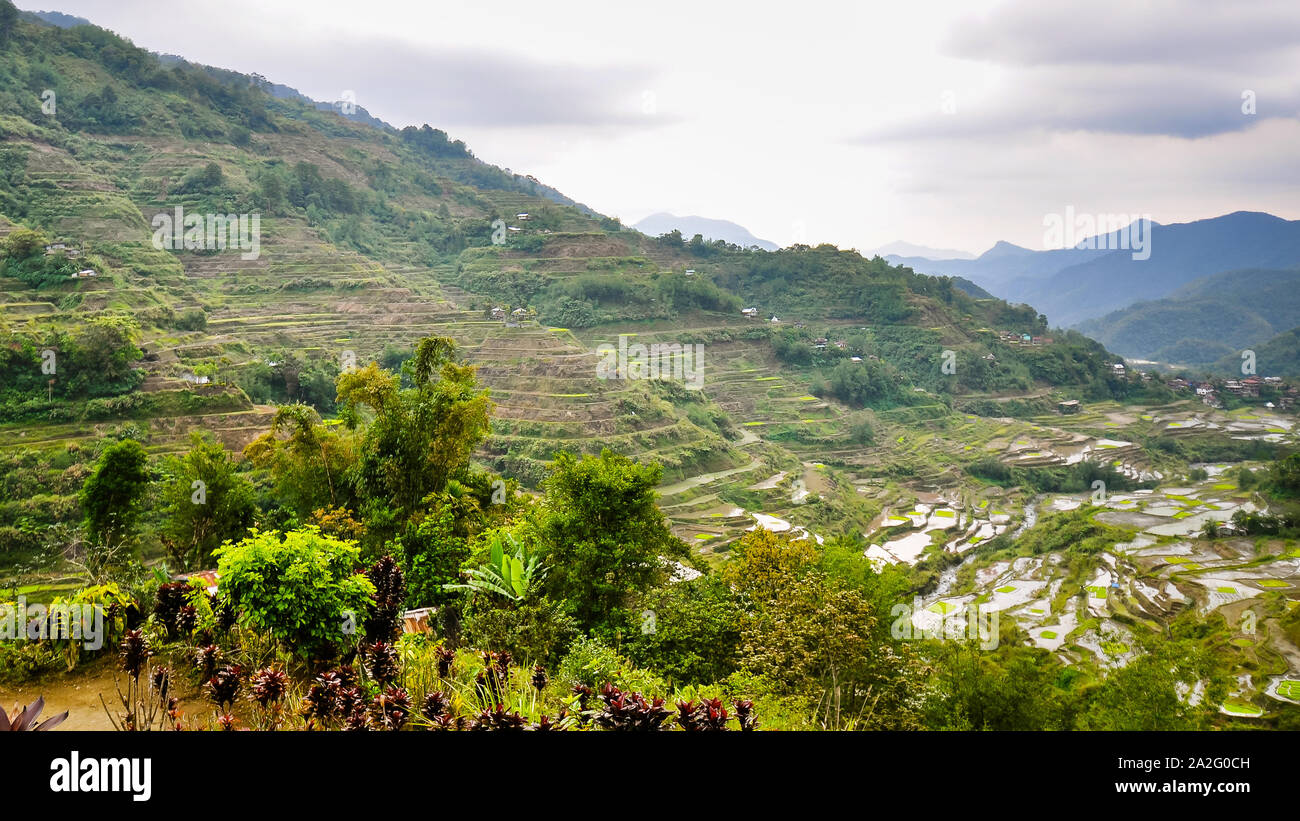 - Les terrasses de riz de Banaue, Ifugao, Philippines Banque D'Images