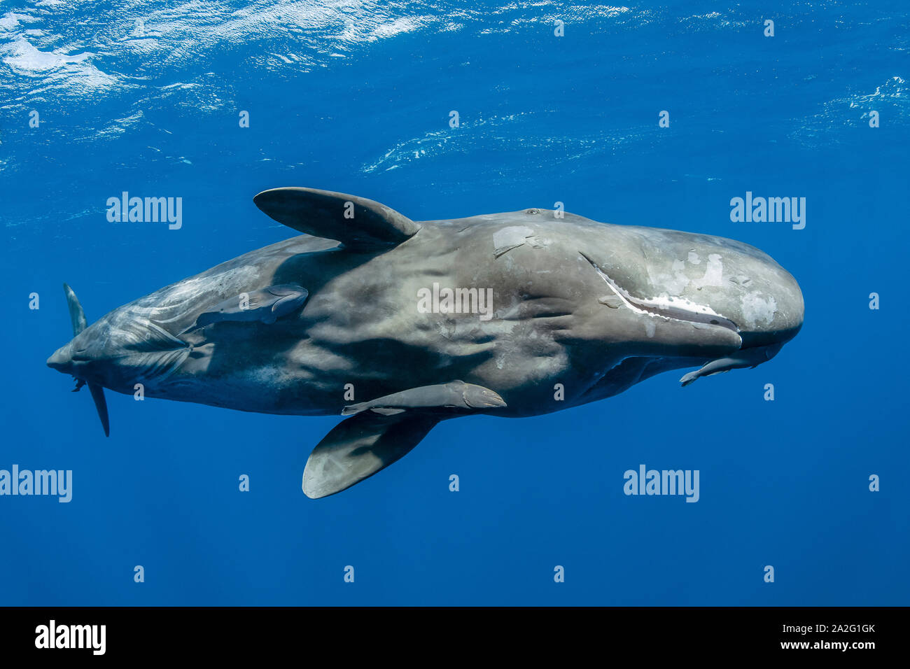 Cachalot, Physeter macrocephalus, le cachalot est le plus grand des baleines à dents les cachalots sont connus pour plonger à des profondeurs de 1 000 mètres dans le se Banque D'Images