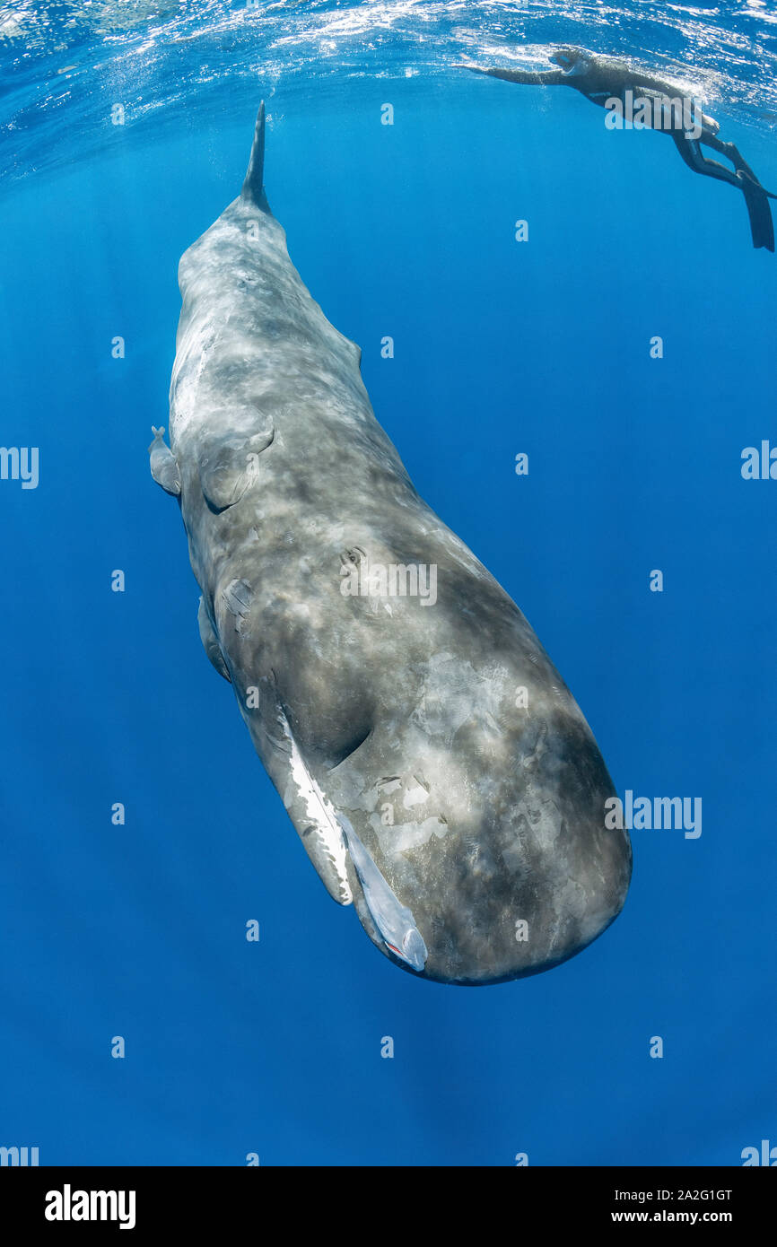 Free diver nager avec un cachalot, Physeter macrocephalus, le cachalot est le plus grand des baleines à dents les cachalots sont connus pour plonger à Banque D'Images